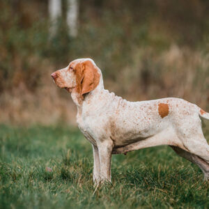 Cani: cosa sono le motivazioni e perchè sono importanti