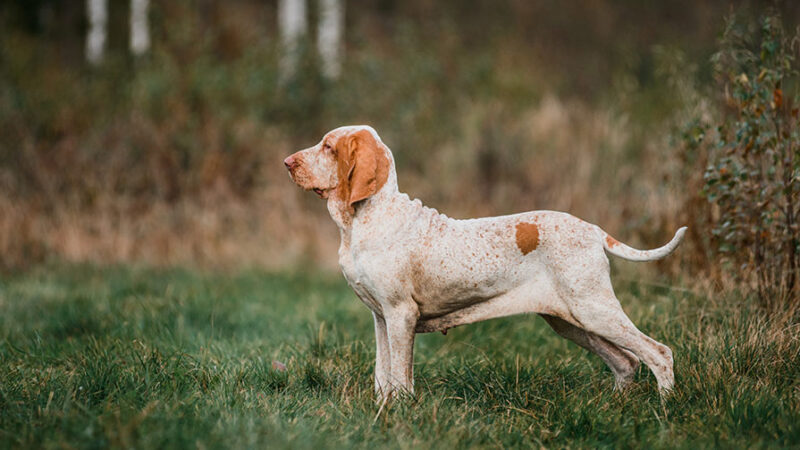 Cani: cosa sono le motivazioni e perchè sono importanti