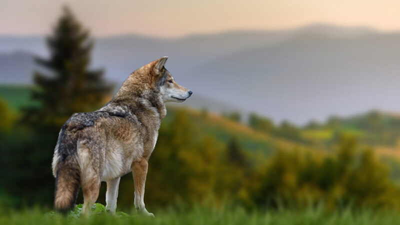 Cani: come e quando sono stati addomesticati