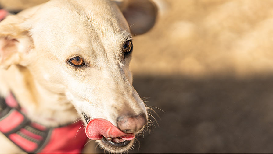 Cani: il ruolo dello spazio nella gestione dello stress