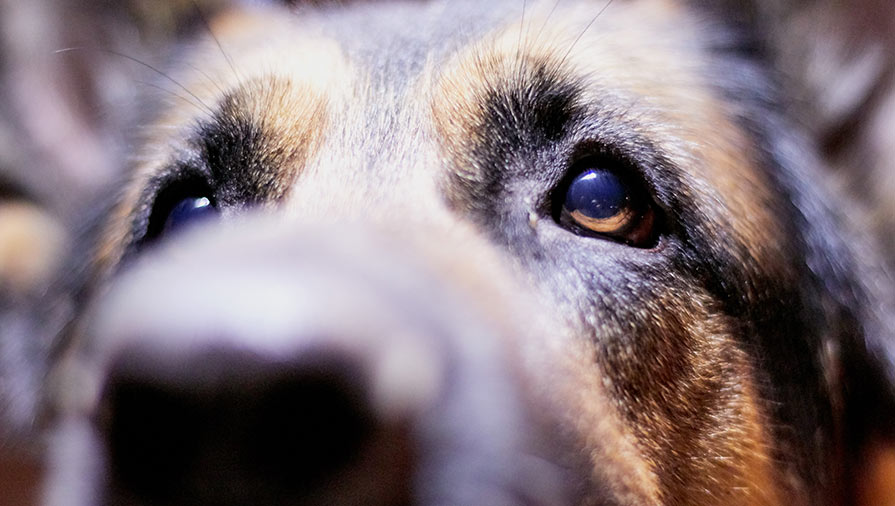 Cane traumatizzato: cosa si può fare