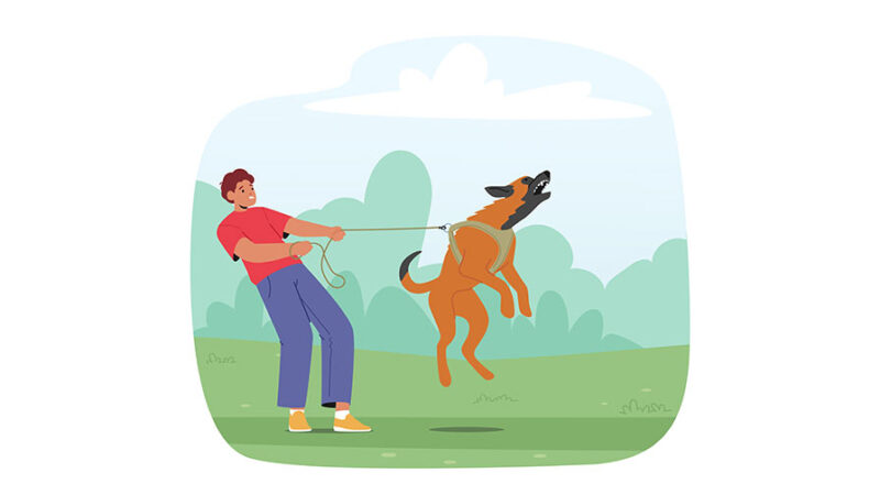 Comportamento dei cani: quando correggere, quando gestire e quando lasciar fare