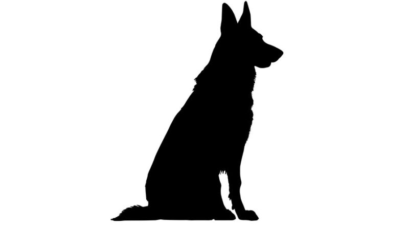 Perchè bisogna confortare il Cane quando ha paura