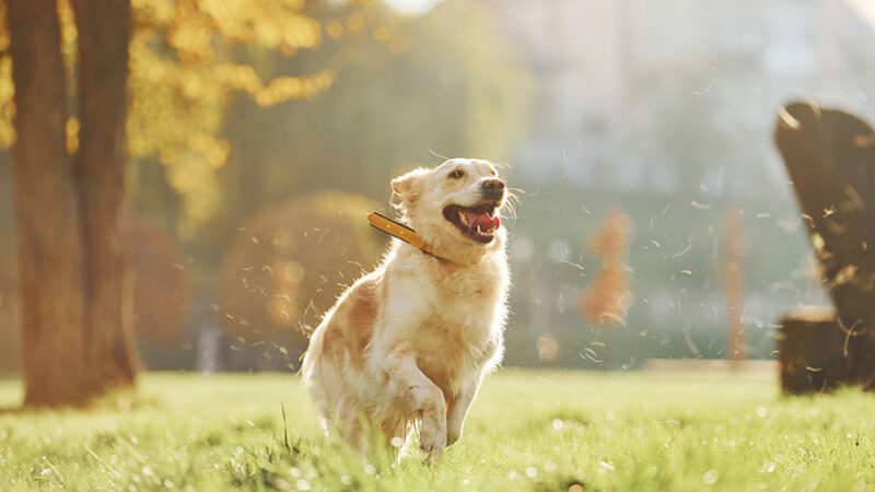 Stile di vita, ambiente e salute influiscono sui comportamenti del Cane