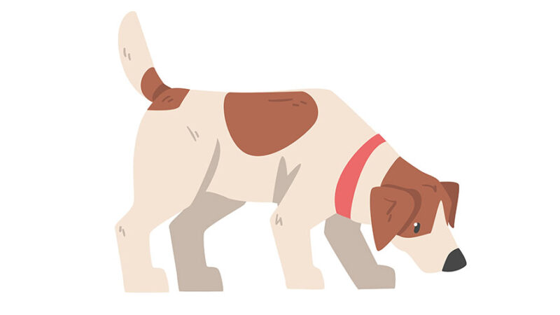 Cani: Le funzioni del loro prodigioso olfatto