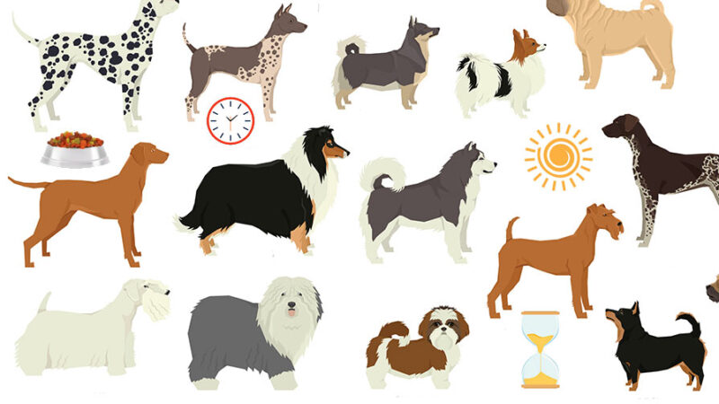 Cani: come fanno a capire che ora è