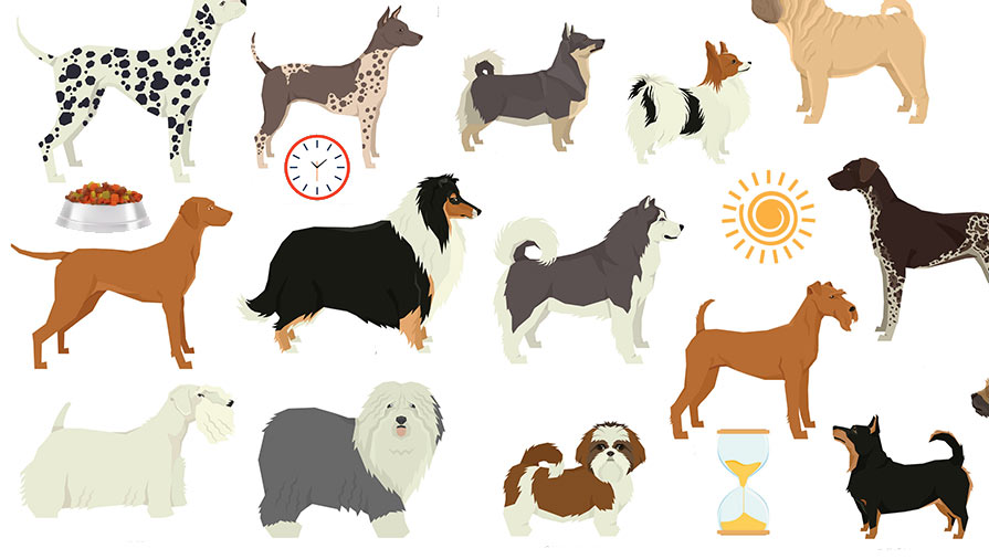 Cani: come fanno a capire che ora è