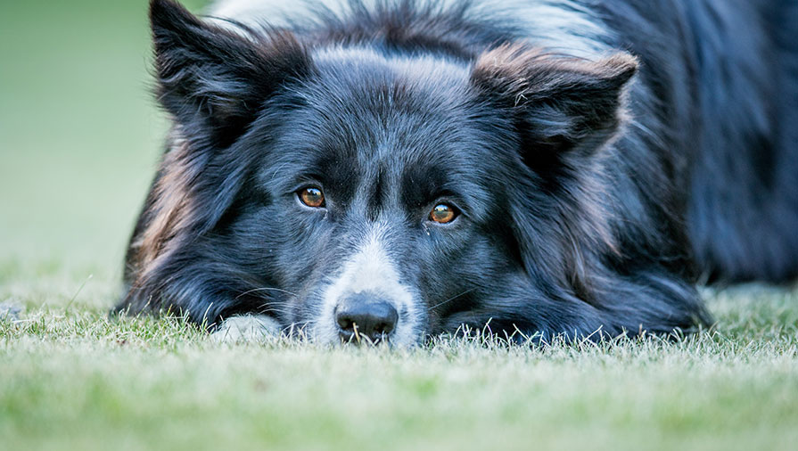 Nei cani c’è una relazione tra dolore e reattività ai suoni