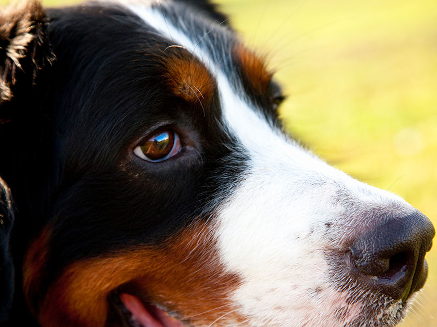 I cani hanno bisogno di amore