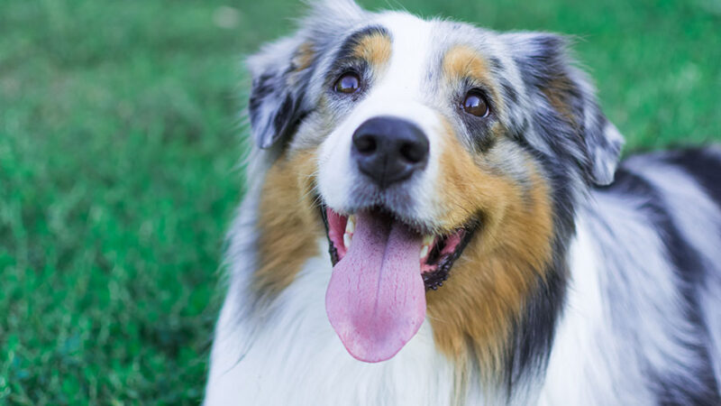 Antropomorfizzare i Cani: Perchè umanizzare i Cani va bene