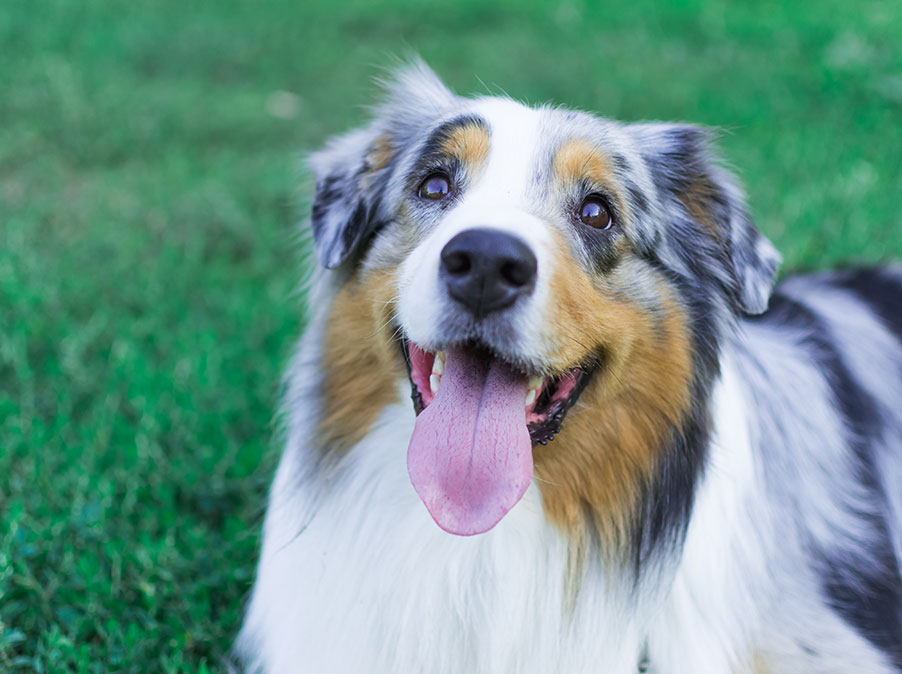 Antropomorfizzare i Cani: Perchè umanizzare i Cani va bene