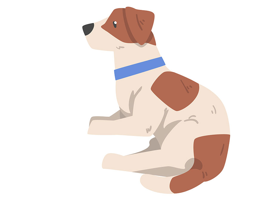 Perchè con i Cani bisogna andare oltre le apparenze