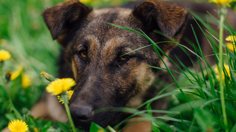 Cani: la relazione tra metodi coercitivi e aggressività