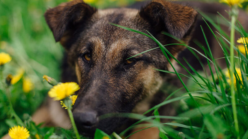 I metodi coercitivi aumentano la aggressività del Cane