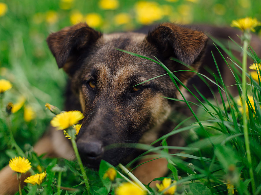 I metodi coercitivi aumentano la aggressività del Cane