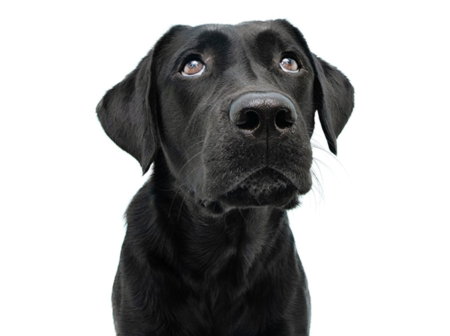 Come riconoscere se il Cane è stressato