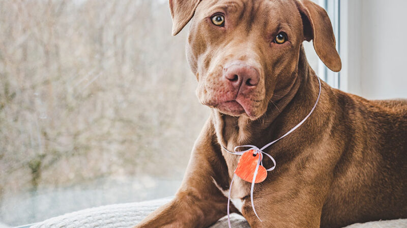 Educazione del Cane: alcuni consigli utili