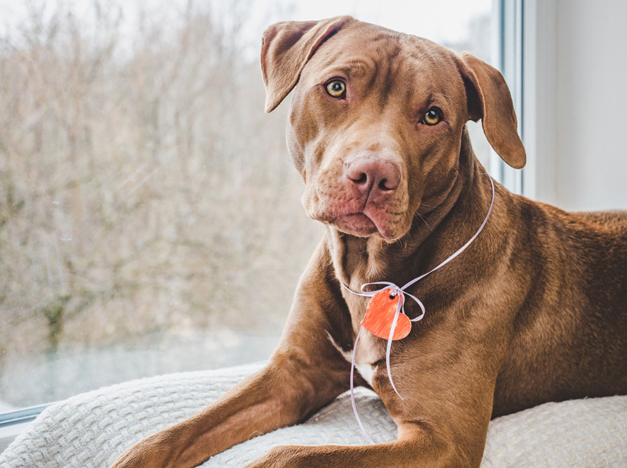 Educazione del Cane: alcuni consigli utili