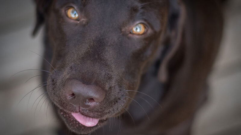 Giocare con il Cane fa bene, lo dice la scienza