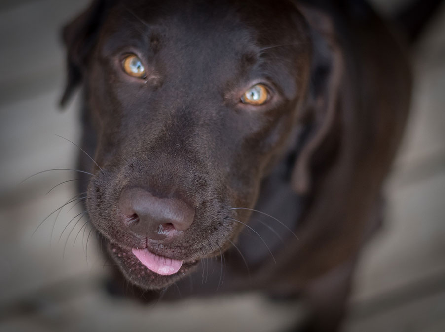 Giocare con il Cane fa bene, lo dice la scienza