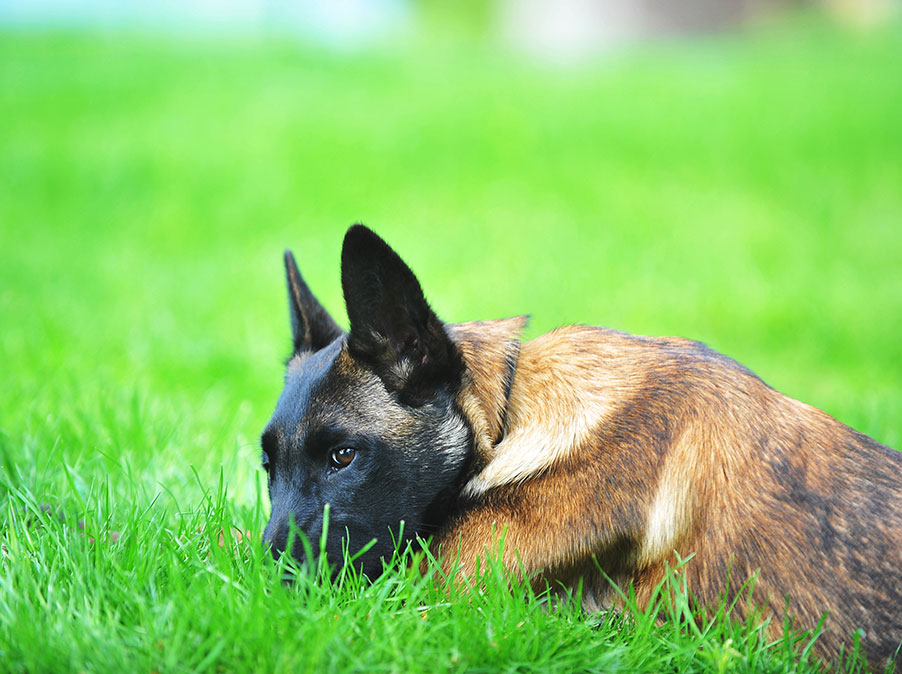 Perchè il Cane non sopporta gli altri Cani