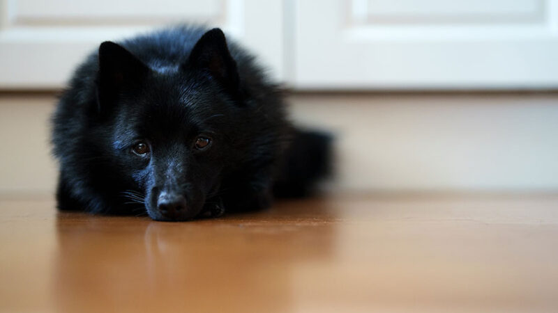 I Cani vanno in lutto quando muore un compagno