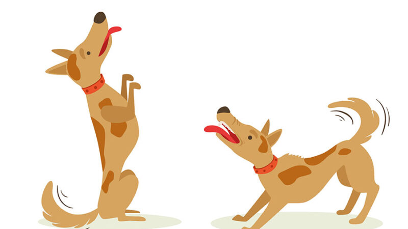 Quando il Cane è iperattivo: perchè lo è e come gestirlo