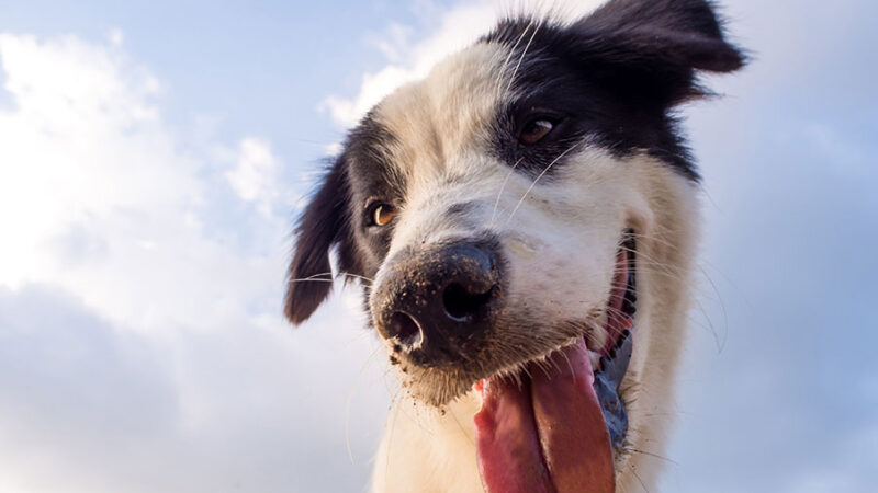 Parlare con il Cane? Anche sì, fa bene!