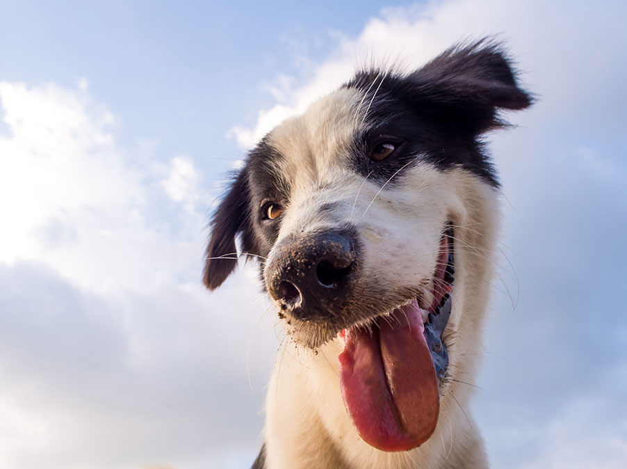 Parlare con il Cane? Anche sì, fa bene!