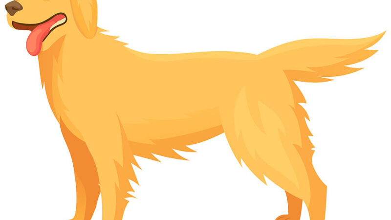 Perchè  i Cani scondinzolano: significato e cause