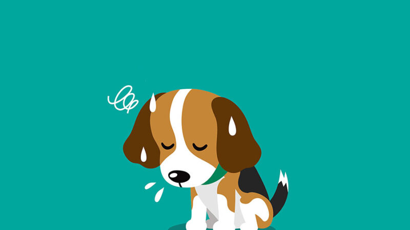 Come si capisce se il Cane è stressato: i segnali