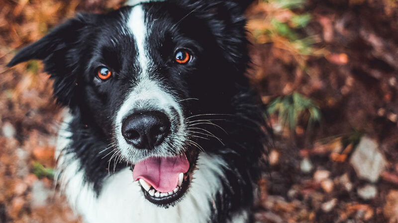 Il colore degli occhi del Cane: perchè importa