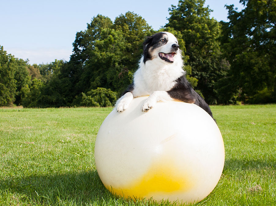 I Cani sono intelligenti? Cosa dice la scienza