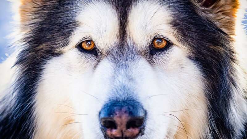L’intelligenza dei Cani: le capacità cognitive