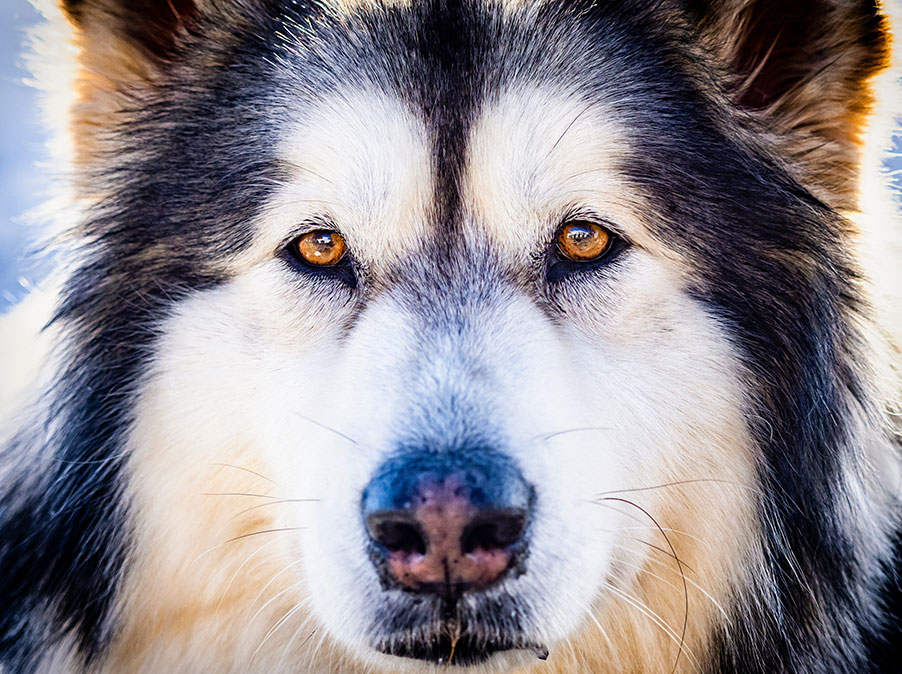 L’intelligenza dei Cani: le capacità cognitive