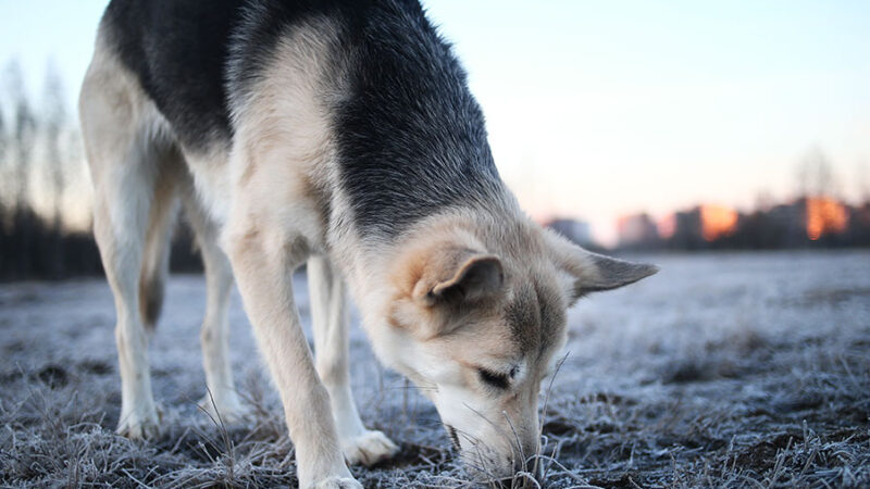 I comportamenti di sostituzione del Cane