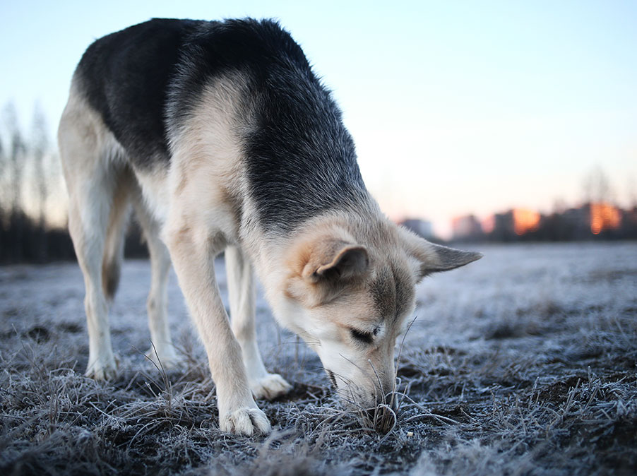 I comportamenti di sostituzione del Cane