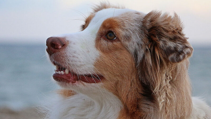 Gli effetti della sterilizzazione sulla salute e il comportamento del Cane