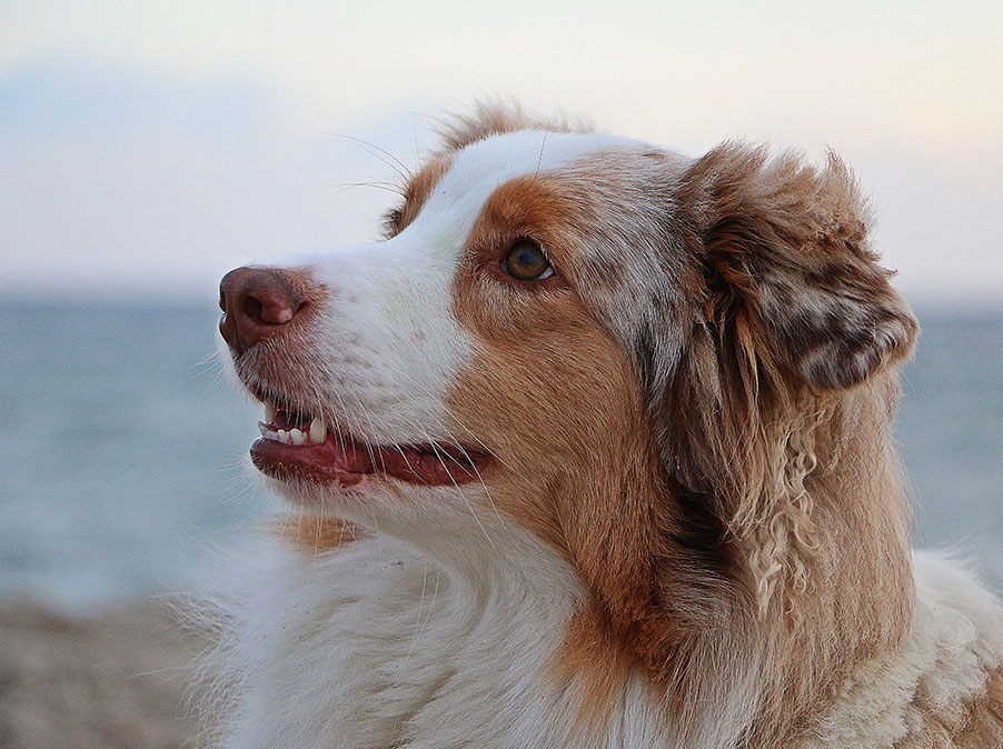 Gli effetti della sterilizzazione sulla salute e il comportamento del Cane