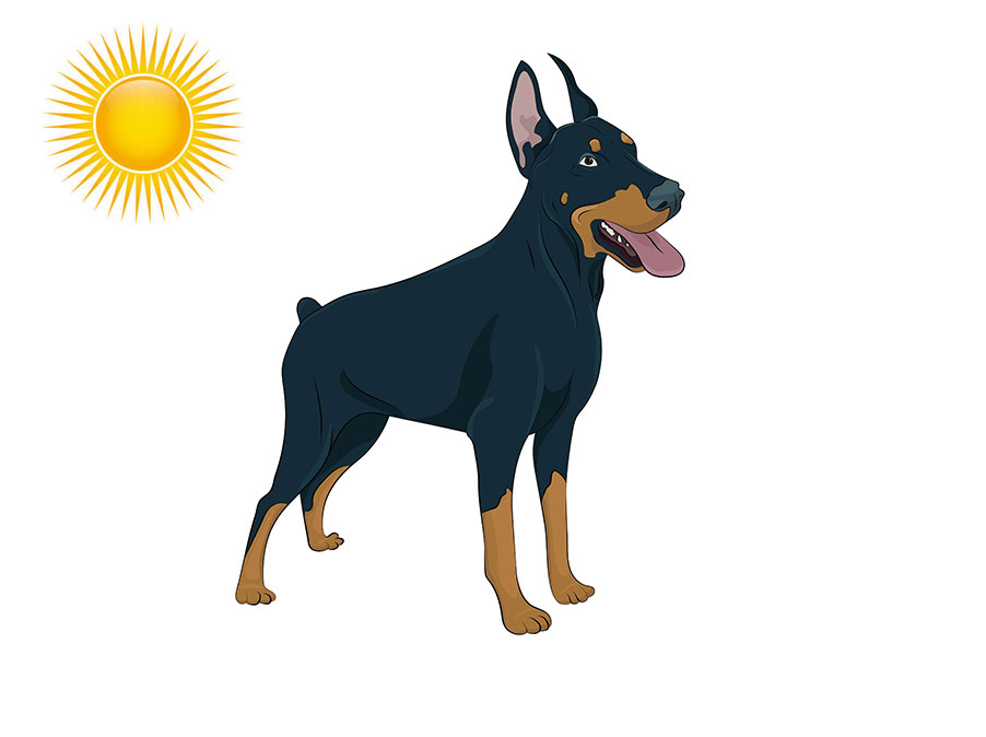 I Cani soffrono il caldo: cose a cui fare attenzione