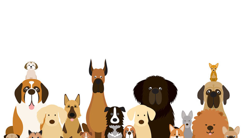 I Cani sono tutti diversi tra loro