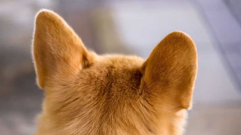 L’udito dei Cani rispetto a quello delle persone