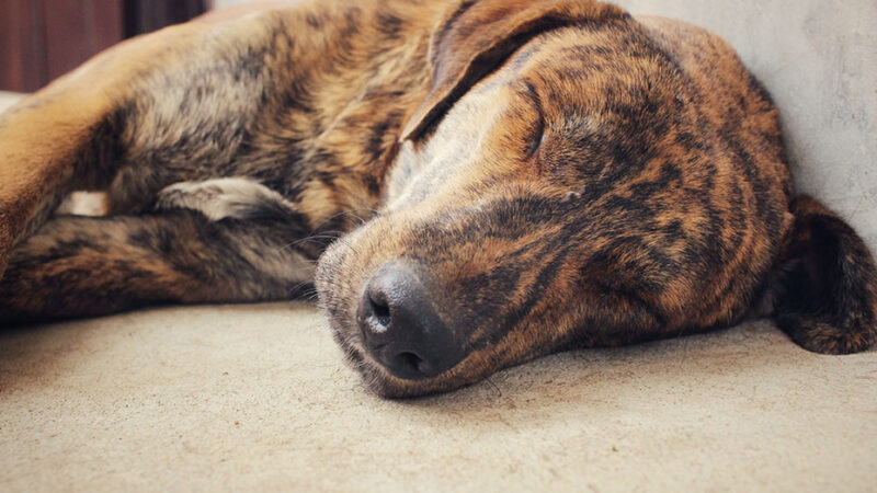 Perchè non si deve svegliare il Cane che dorme