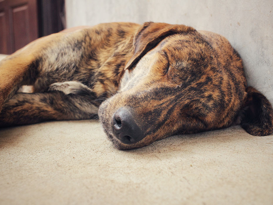 Perchè non si deve svegliare il Cane che dorme