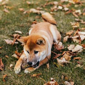 I Cani sono influenzati dal cambio delle stagioni: cosa fa l’autunno
