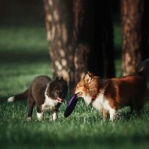 I Cani hanno bisogno di conoscere e frequentare altri Cani