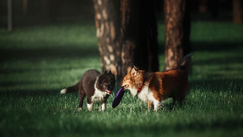 I Cani hanno bisogno di conoscere e frequentare altri Cani