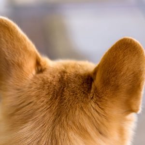 Perchè il Cane reattivo fa così e come risolvere
