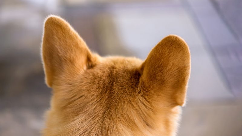 Perchè il Cane reattivo fa così e come risolvere