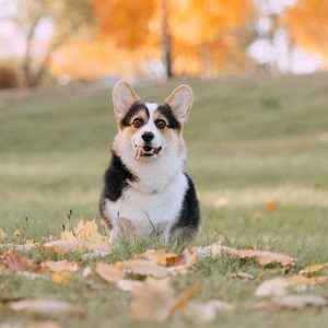 Con le giuste condizioni, i Cani imparano tutto